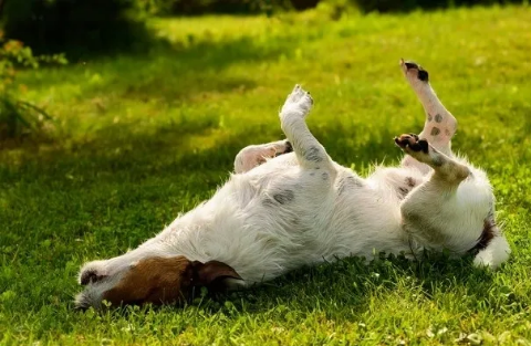 THE SECRET BEHIND HELPING RID YOUR DOG OF ITCHY & IRRITATED SKIN THE SECRET BEHIND HELPING RID YOUR DOG OF ITCHY & IRRITATED SKIN