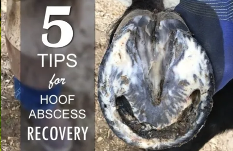 FIVE TIPS FOR HOOF ABSCESS FIVE TIPS FOR HOOF ABSCESS