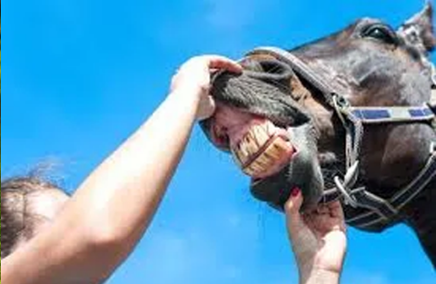 HOW TO FEED THE OLDER AND SOMETIMES TOOTHLESS HORSE... HOW TO FEED THE OLDER AND SOMETIMES TOOTHLESS HORSE...