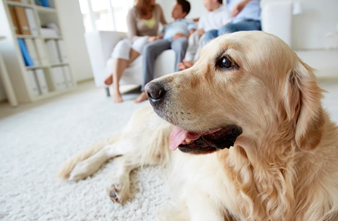 PROTECTING YOUR PET FROM TICKS PROTECTING YOUR PET FROM TICKS