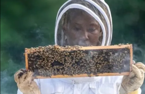 BEEKEEPING: WHAT TO CONSIDER BEFORE YOU START BEEKEEPING: WHAT TO CONSIDER BEFORE YOU START