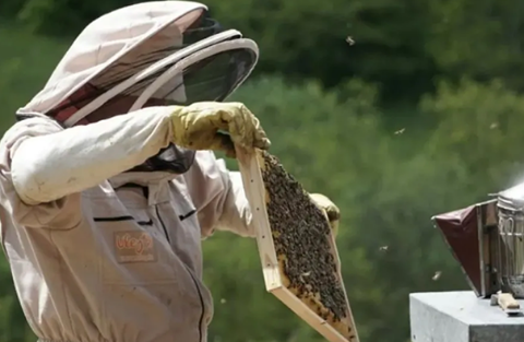 BEEKEEPING: WHAT EQUIPMENT IS REALLY NEEDED? BEEKEEPING: WHAT EQUIPMENT IS REALLY NEEDED?