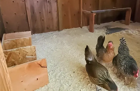 HOW TO USE AGRICULTURAL LIME FOR CHICKEN COOPS HOW TO USE AGRICULTURAL LIME FOR CHICKEN COOPS