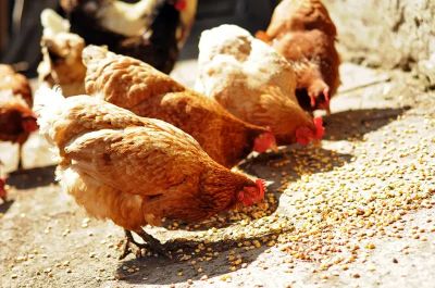 Picture for category Poultry Food