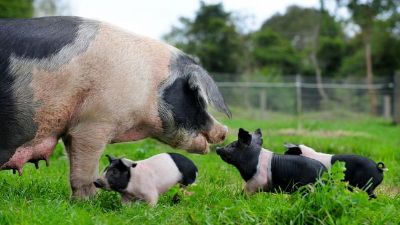 Picture for category Livestock Food
