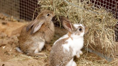 Picture for category Small Pet Food