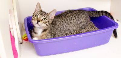 Picture for category Litter