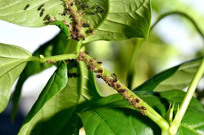 Picture for category Insectidices