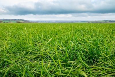 Picture for category Pasture Seed
