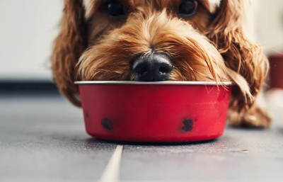 Picture for category Wet Dog Food