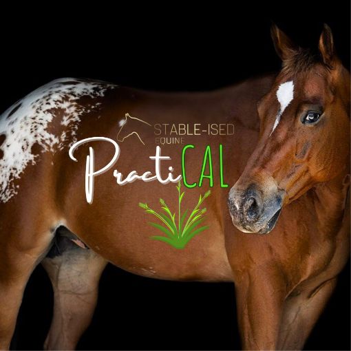 horse with text overlay Practi Cal